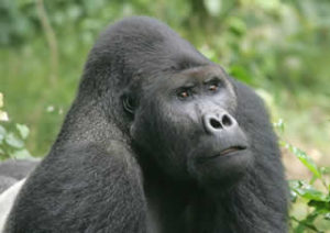 Congo gorilla tours