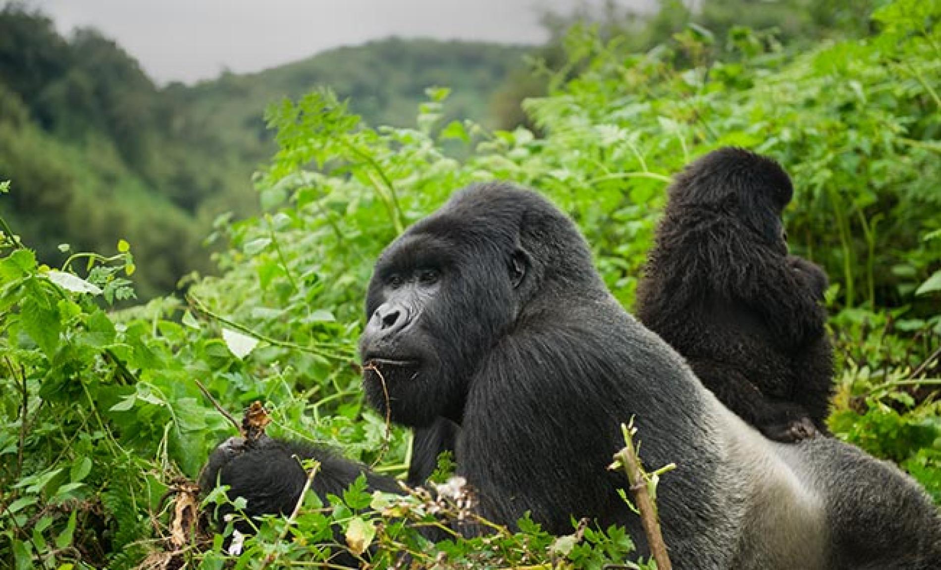 Gorilla Encounters
