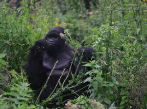 2 Days Gorilla trek