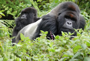 Gorilla Trekking in Uganda