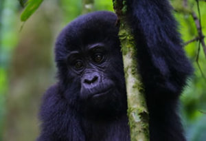 1 Day Rwanda gorilla trek