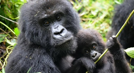 3 Days Uganda gorilla trek