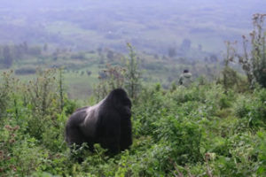 Bwindi gorilla safaris