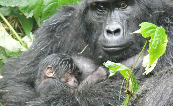 New baby gorilla born in Bwindi