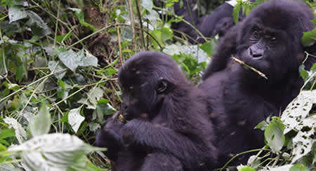 Double gorilla trekking in Congo