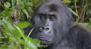 Virunga Gorilla National Park