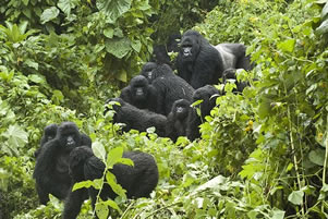 Uganda gorilla families