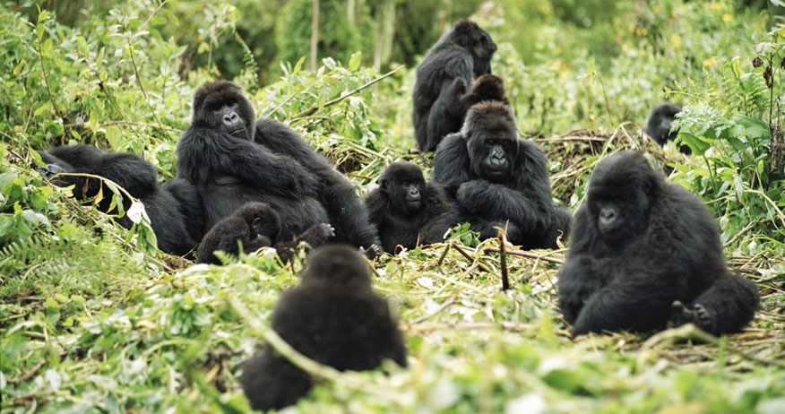 Gorilla Families In Uganda