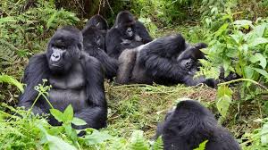 Uganda gorilla families