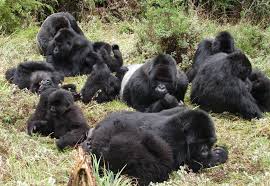 Uganda gorilla families