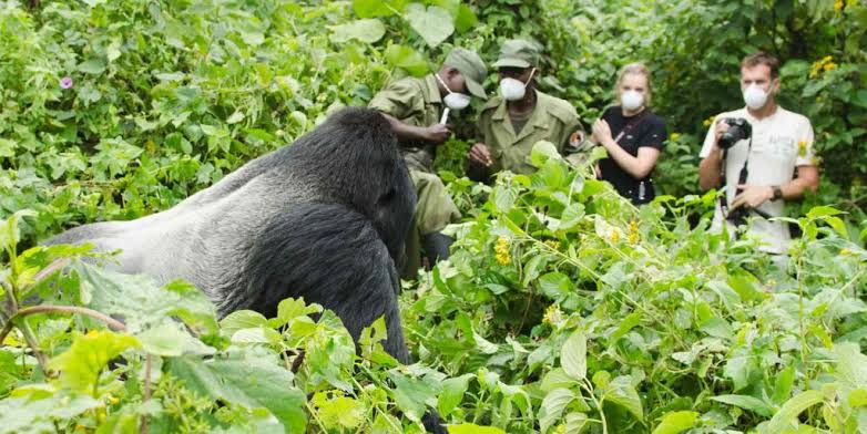 Gorilla Trekking Age Limit