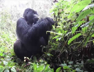 Rwanda gorilla trips