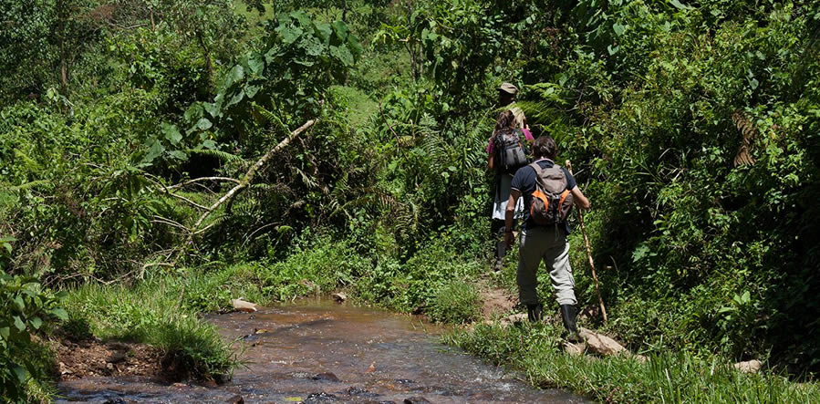 Length of Gorilla trekking