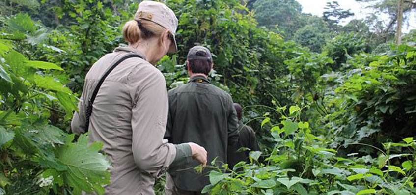 Trekking to see gorillas