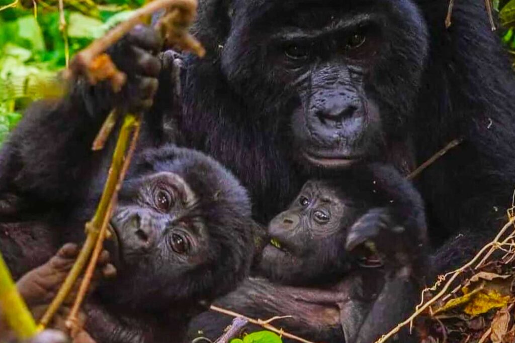 Gorilla trekking