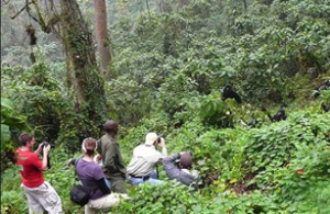 Is gorilla trekking worth it?