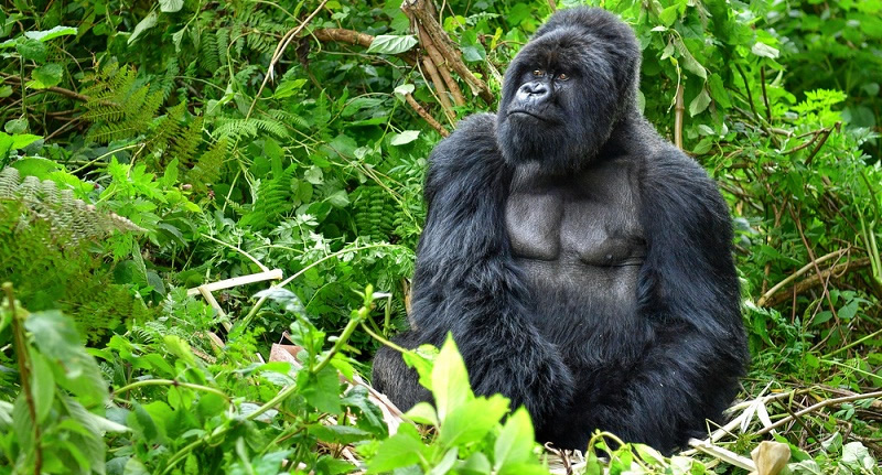 Where To Go For Gorilla Trekking