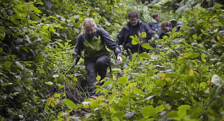 What’s The Best Time To Trek Gorillas?