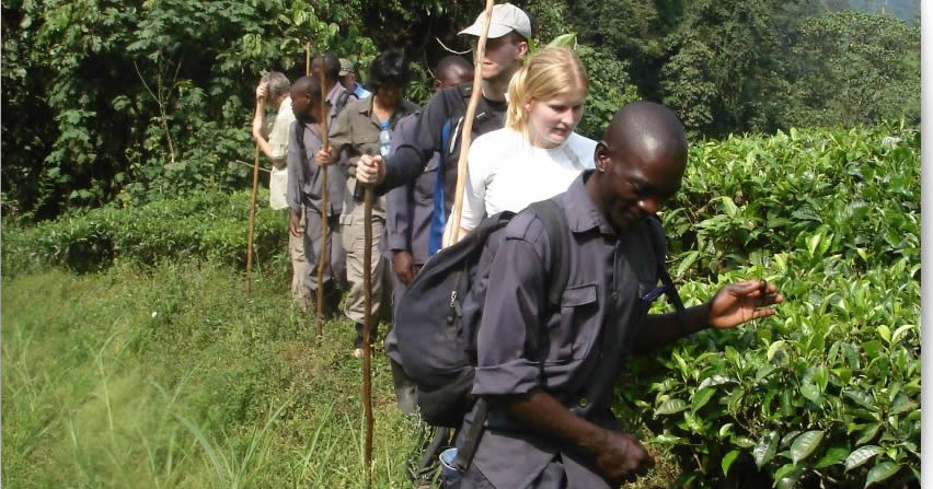 How Difficult is Gorilla Trekking