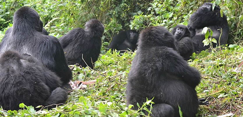 Gorilla Families in Rwanda – Volcanoes National Park