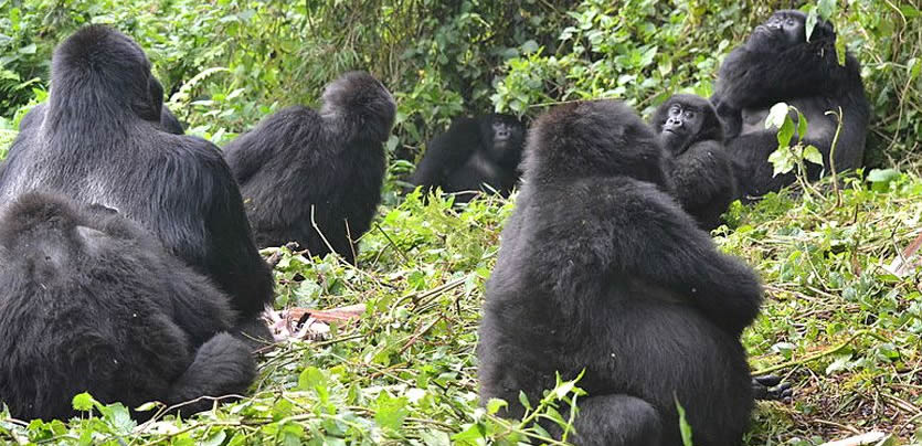 Gorilla families in Rwanda