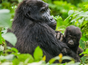 Volcanoes National Park Rwanda