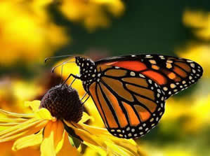 Butterfly species in Uganda