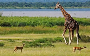 Activities in Murchison Falls National Park