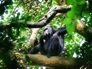 Chimpanzee trekking in Kibale Forest