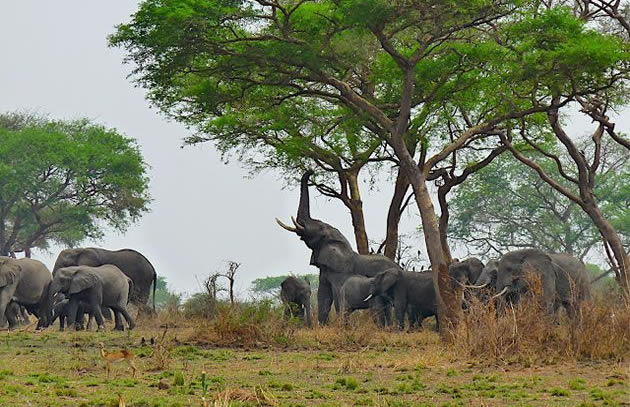 Guide to Queen Elizabeth National Park