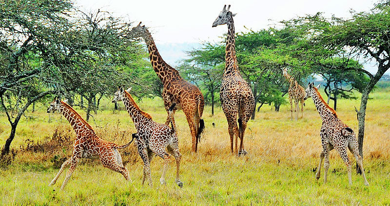 Akagera National Park