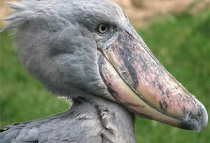 Bird watching in Akagera National Park