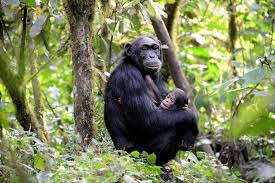 Where to Trek chimpanzees in Uganda