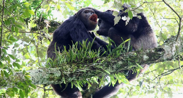 Where to Trek Chimpanzees in Uganda