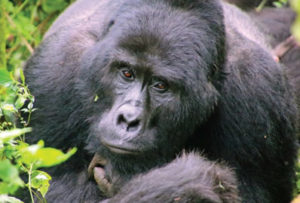 Gorilla Habituation experience