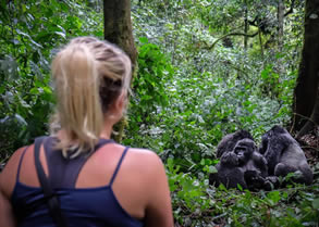 What to expect on a gorilla safari