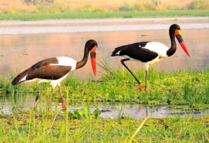 Birding safaris in Uganda