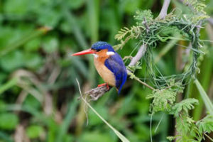 Bird species in Uagnda