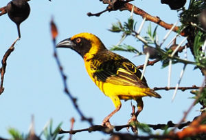 Bird watching in Uganda