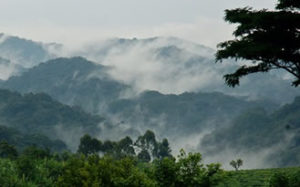 weather in Bwindi Forest