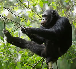 Nyungwe Forest National park