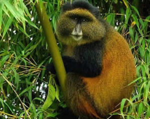 Where to trek golden monkeys in Africa