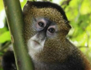 2 Days Rwanda golden monkey tour