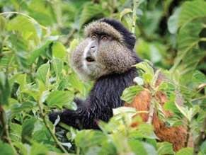 Where to trek golden monkeys in Africa