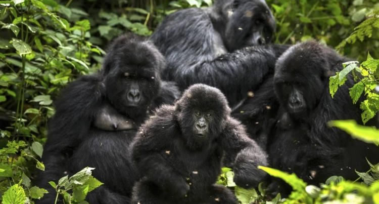 Gorilla Families in Virunga National park