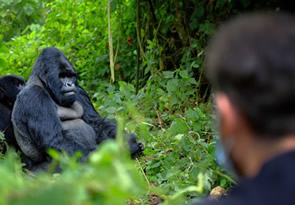 Gorilla Habituation experience