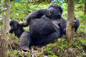 Gorillas in Rwanda