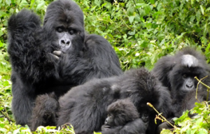 Gorilla groups in Congo