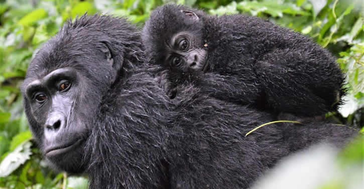 Gorilla permit information