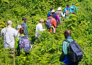 What to expect on a gorilla safari